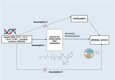 Elucidating the causal links between plasma and cerebrospinal fluid metabolites and pituitary tumors: a Mendelian randomization analysis